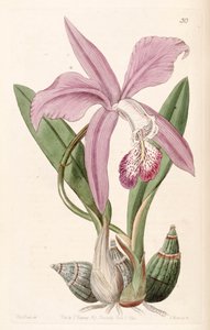 Laelia speciosa（syn。Laelia majalisとして）